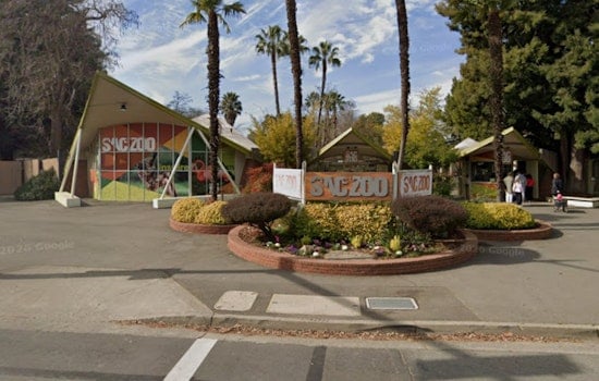 Sacramento Zoo’s Guinness The Gator Gobbles Kid’s Plush In Scary Close Call