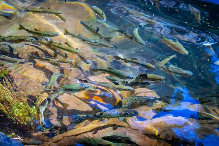 Salmon-Killing Tire Chemical Turns Up Along San Francisco Bay
