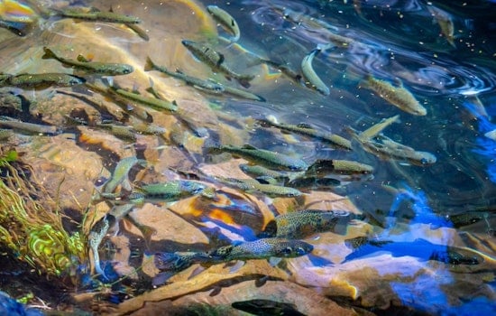 Salmon-Killing Tire Chemical Turns Up Along San Francisco Bay