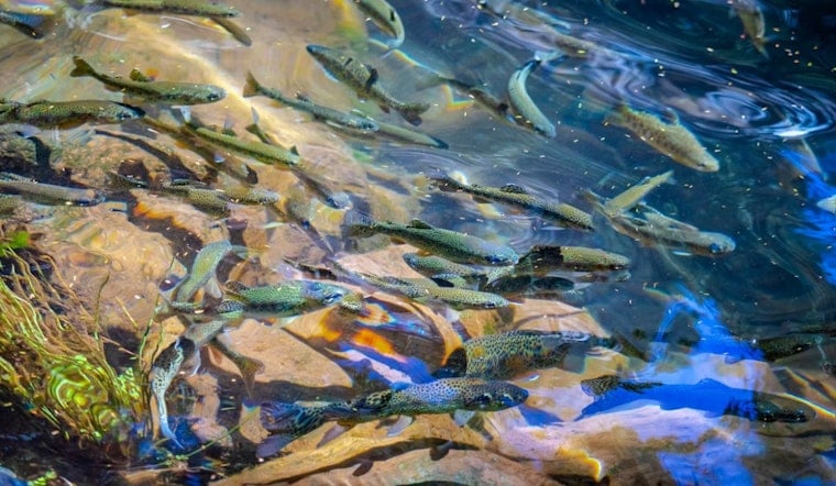 Salmon-Killing Tire Chemical Turns Up Along San Francisco Bay