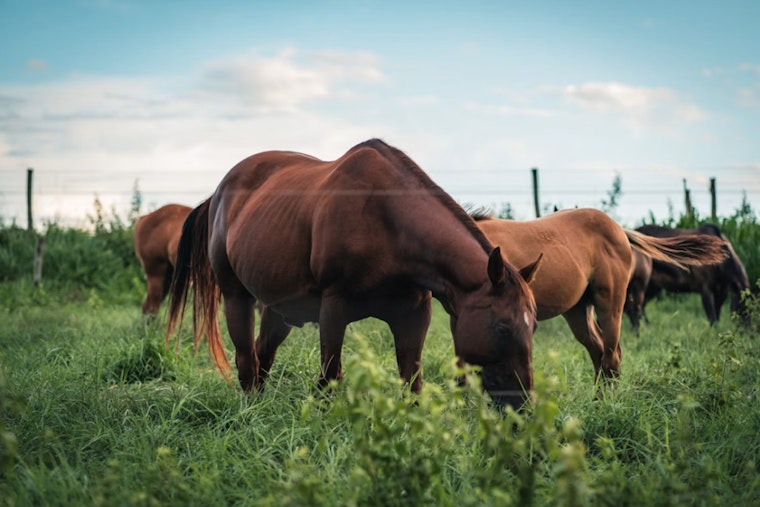 San Antonio Luxury Broker Puts 73,600-Acre New Mexico Cattle Kingdom Up for $35.2 Million