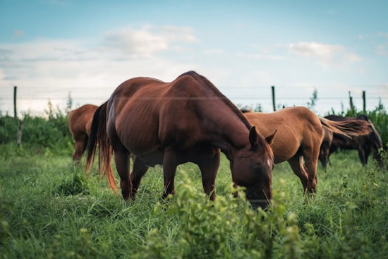 San Antonio Luxury Broker Puts 73,600-Acre New Mexico Cattle Kingdom Up for $35.2 Million