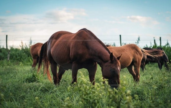 San Antonio Luxury Broker Puts 73,600-Acre New Mexico Cattle Kingdom Up for $35.2 Million