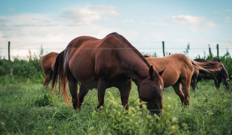 San Antonio Luxury Broker Puts 73,600-Acre New Mexico Cattle Kingdom Up for $35.2 Million
