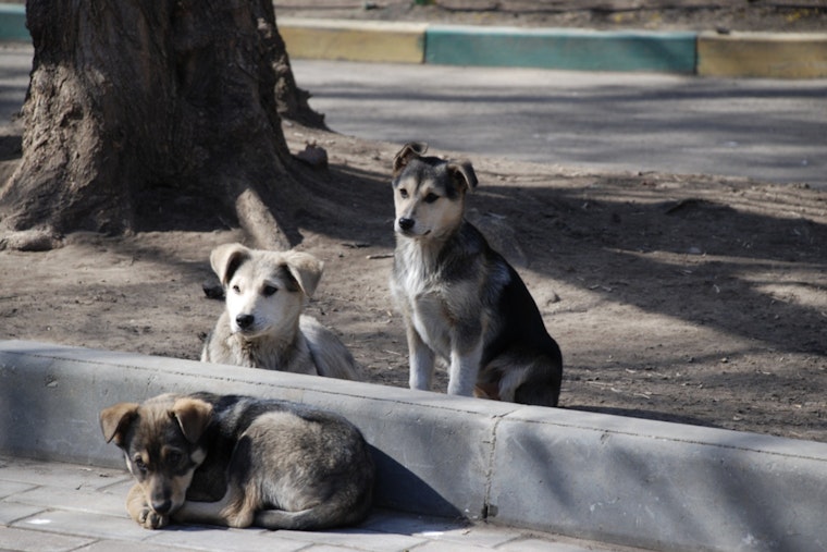 San Antonio’s Dangerous Dog List Explodes Across The Map