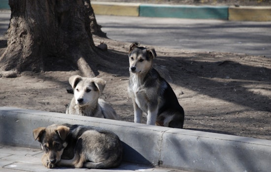 San Antonio’s Dangerous Dog List Explodes Across The Map