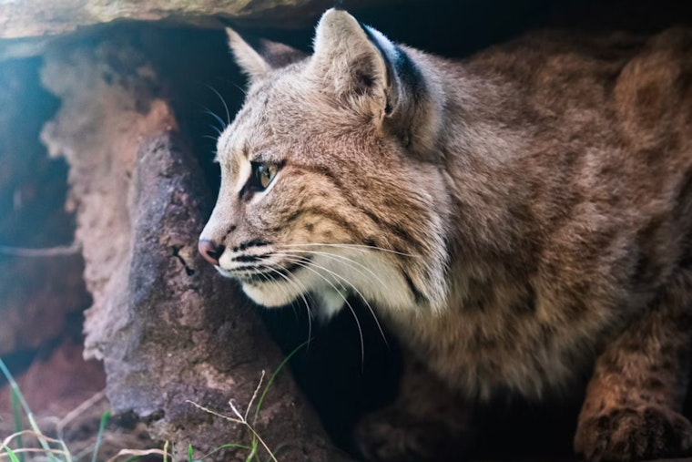 Scottsdale Attic Mystery Noise Turns Out To Be a Bobcat Crash Pad