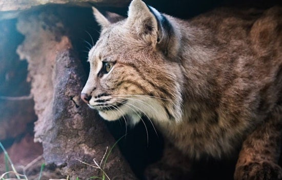 Scottsdale Attic Mystery Noise Turns Out To Be a Bobcat Crash Pad