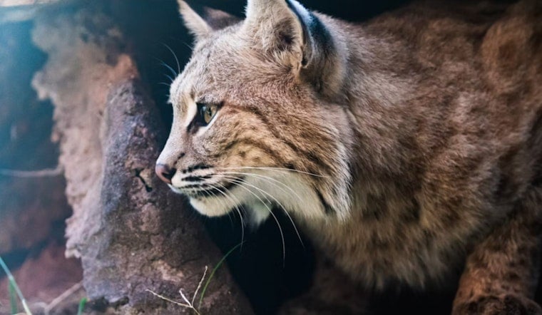 Scottsdale Attic Mystery Noise Turns Out To Be a Bobcat Crash Pad
