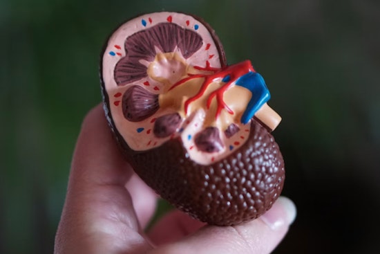Seaport Startup Snags $1.9 Billion Kidney Deal With Lilly