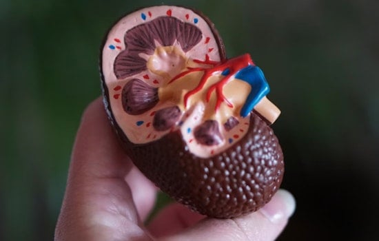 Seaport Startup Snags $1.9 Billion Kidney Deal With Lilly