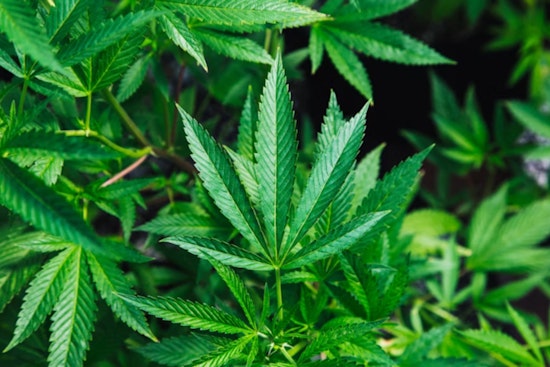 Seattle Warns World Cup Tourists, Local Weed Packs A Serious Punch