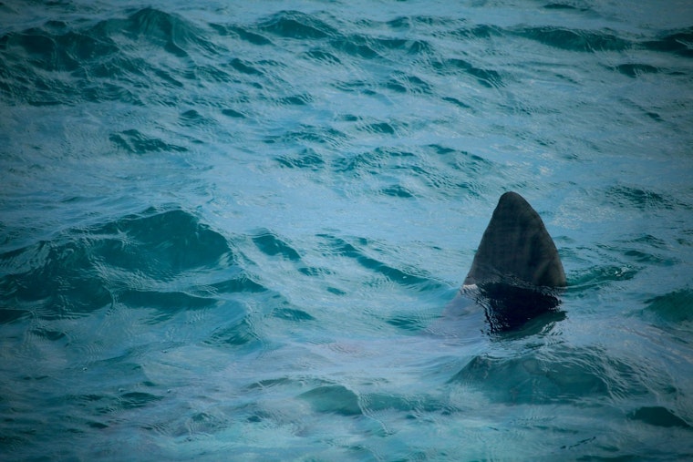 Shark Panic Off Fort DeRussy Sends Waikiki Beachgoers Racing for Shore