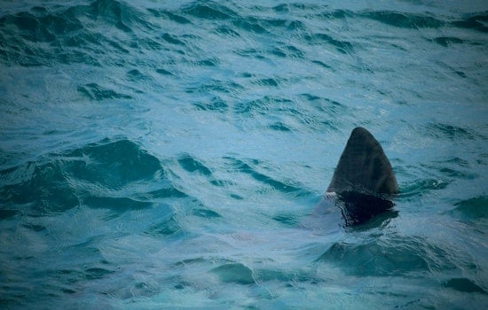 Shark Panic Off Fort DeRussy Sends Waikiki Beachgoers Racing for Shore