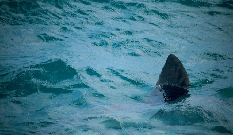 Shark Panic Off Fort DeRussy Sends Waikiki Beachgoers Racing for Shore