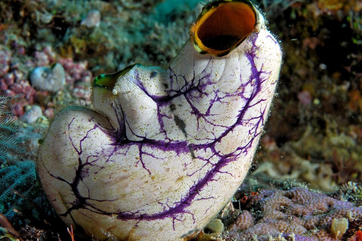 Shocking Sea Squirt Experiment Has San Diego Scientists Talking