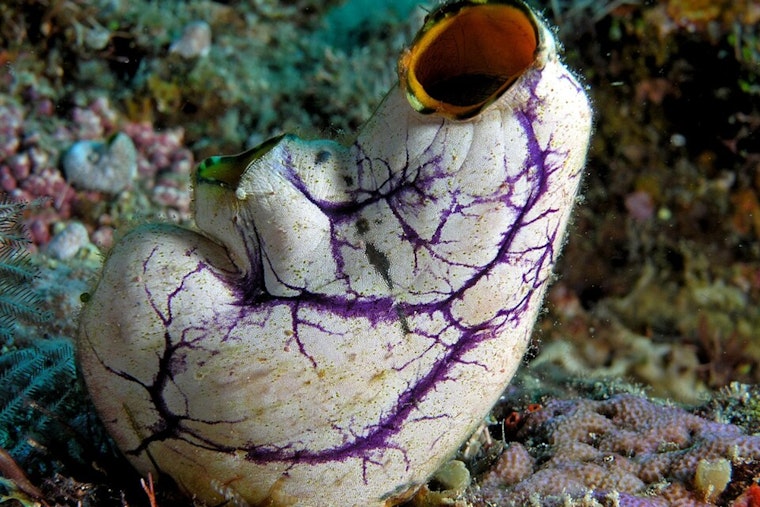 Shocking Sea Squirt Experiment Has San Diego Scientists Talking Longevity