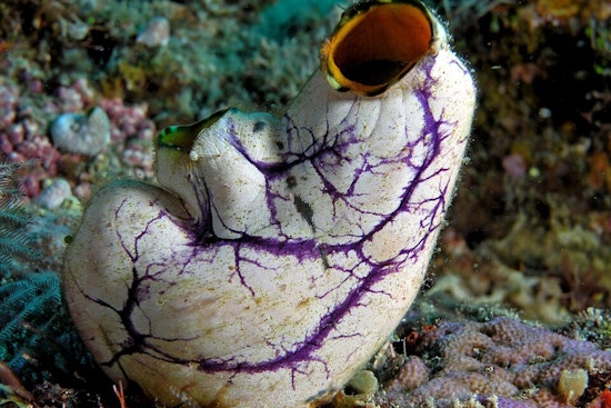 Shocking Sea Squirt Experiment Has San Diego Scientists Talking Longevity