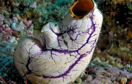 Shocking Sea Squirt Experiment Has San Diego Scientists Talking Longevity