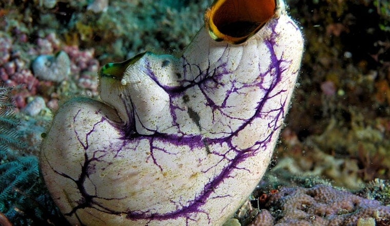 Shocking Sea Squirt Experiment Has San Diego Scientists Talking Longevity