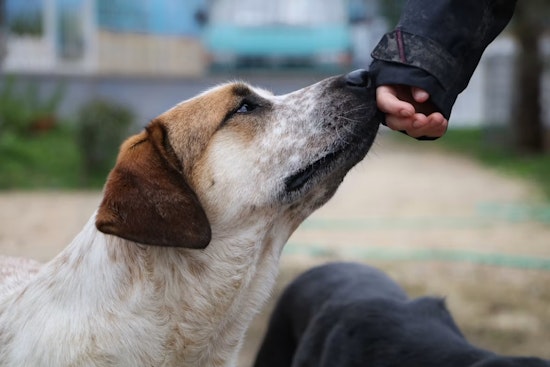 Short-Staffed Denver Shelter Tells Neighbors To Snag Stray Dogs Themselves