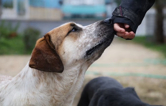 Short-Staffed Denver Shelter Tells Neighbors To Snag Stray Dogs Themselves