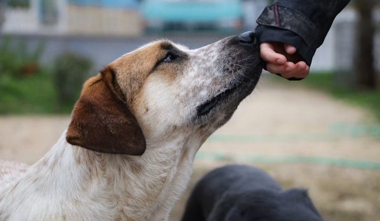 Short-Staffed Denver Shelter Tells Neighbors To Snag Stray Dogs Themselves