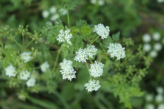Silent Killer Weed Creeps Across Columbus Yards, Experts Sound Alarm