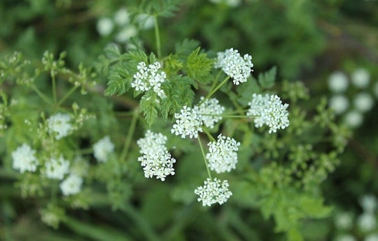 Silent Killer Weed Creeps Across Columbus Yards, Experts Sound Alarm