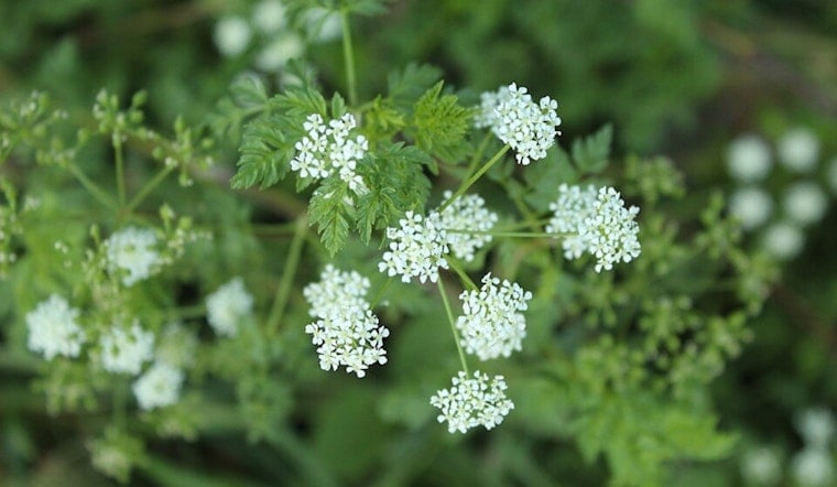 Silent Killer Weed Creeps Across Columbus Yards, Experts Sound Alarm