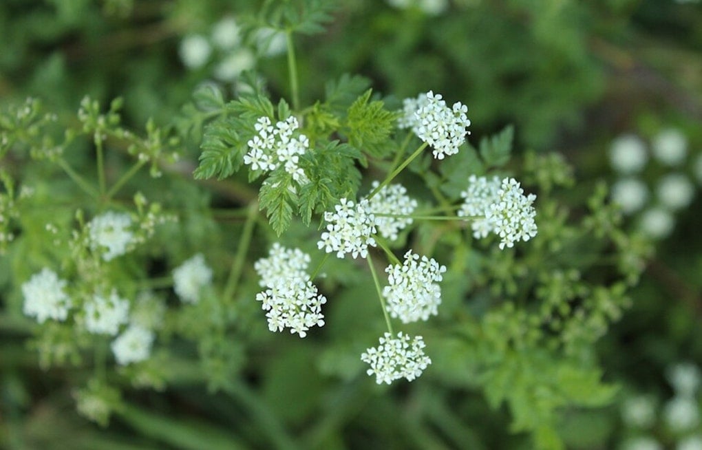 Silent Killer Weed Creeps Across Columbus Yards, Experts Sound Alarm