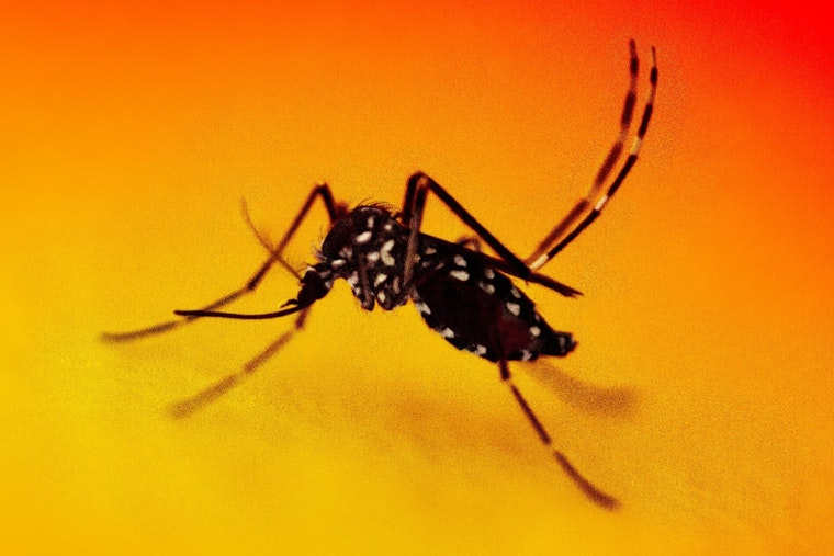 Silver Spring Firm Unleashes 600,000 'Zap' Mosquitoes On The D.C. Area