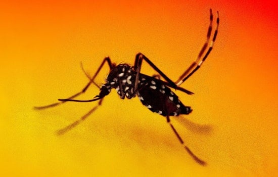 Silver Spring Firm Unleashes 600,000 'Zap' Mosquitoes On The D.C. Area
