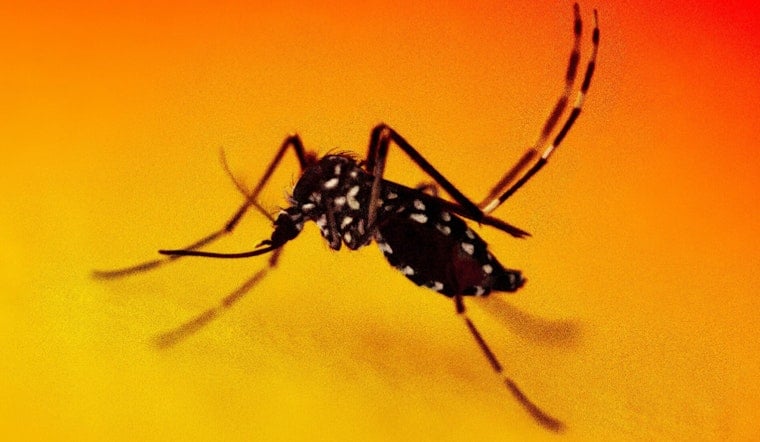 Silver Spring Firm Unleashes 600,000 'Zap' Mosquitoes On The D.C. Area
