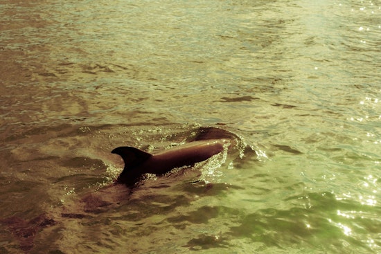 Six-Inch Stingray Spine Found Jammed Behind Skull of Jacksonville Dolphin