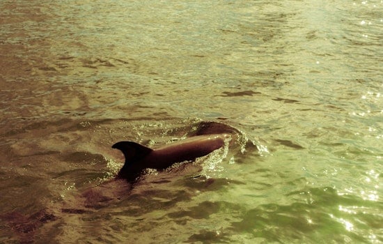 Six-Inch Stingray Spine Found Jammed Behind Skull of Jacksonville Dolphin
