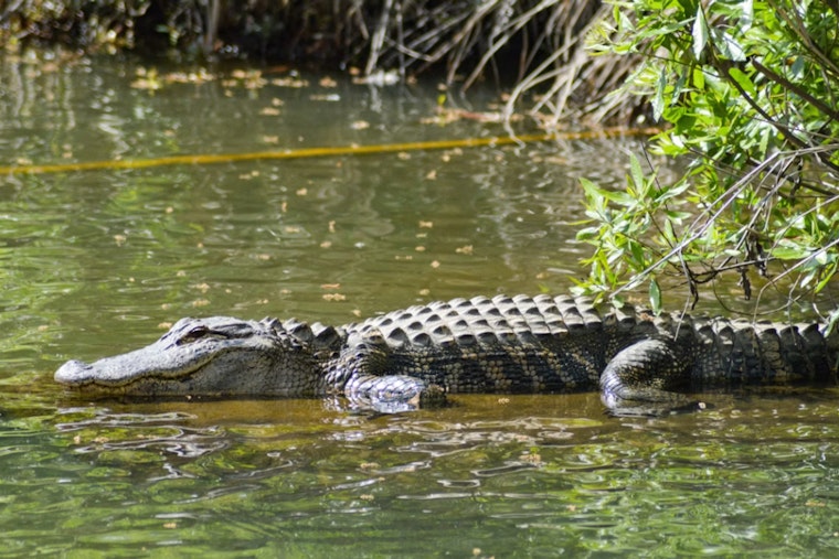 Slidell Canal On Edge As 7-Foot Gator Cruises Past Backyards