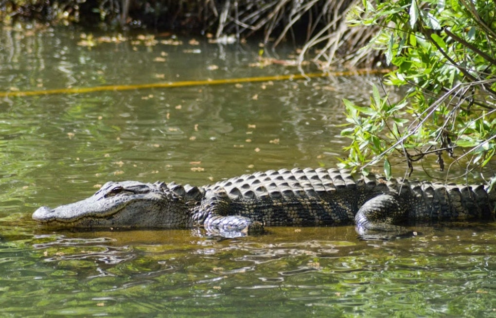 Slidell Canal On Edge As 7-Foot Gator Cruises Past Backyards