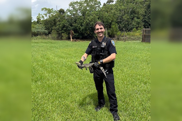 Baby Gator Busted After Strolling Through Slidell Suburb