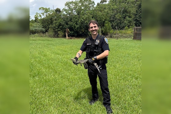 Baby Gator Busted After Strolling Through Slidell Suburb