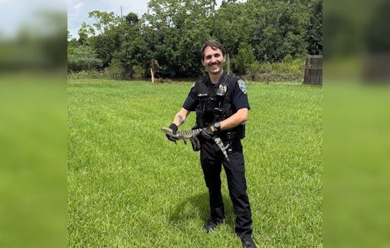 Baby Gator Busted After Strolling Through Slidell Suburb