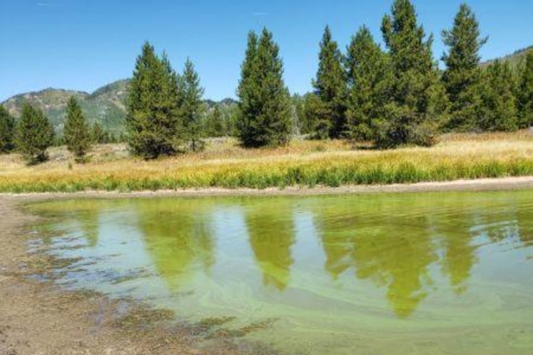 Slimy Surprise: Blue-Green Gunk Chokes Cherry Creek Reservoir In Aurora