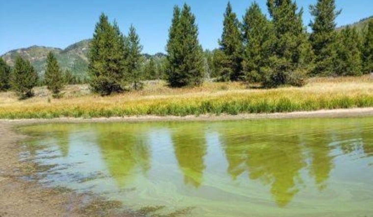 Slimy Surprise: Blue-Green Gunk Chokes Cherry Creek Reservoir In Aurora