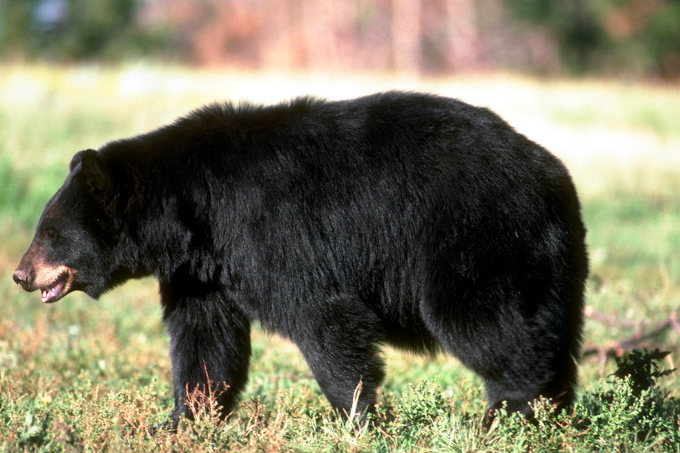Slippery Rock Mom's Security Cam Nabs Backyard Bear Clan
