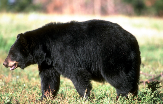 Slippery Rock Mom's Security Cam Nabs Backyard Bear Clan