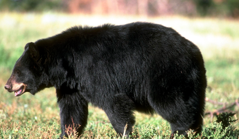 Slippery Rock Mom's Security Cam Nabs Backyard Bear Clan