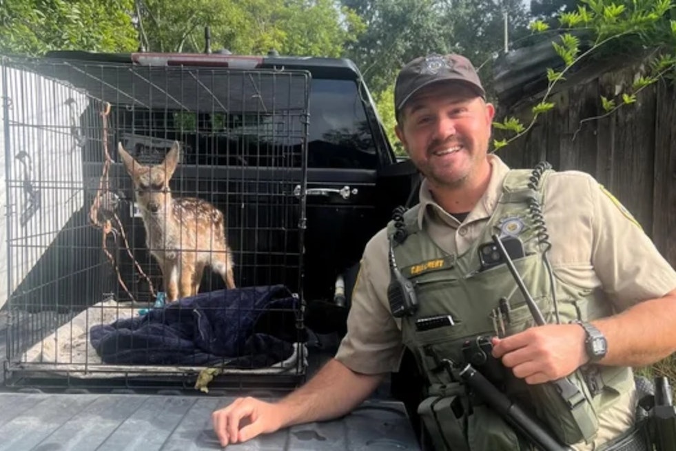 Sonoma Home Busted After Caged Fawn Found in Backyard Crate