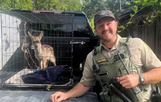 Sonoma Home Busted After Caged Fawn Found in Backyard Crate