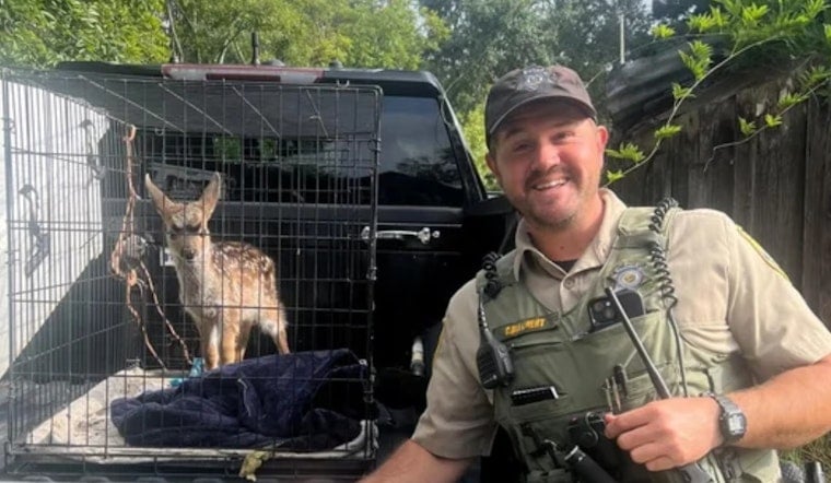 Sonoma Home Busted After Caged Fawn Found in Backyard Crate