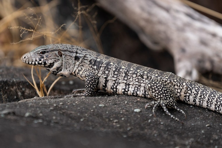 South Georgia on Edge as 4-Foot Egg-Eating Lizard Moves In